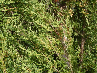 Cupressus Sempervirens Var. Horizontalis
